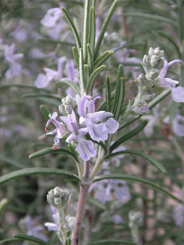Rosmarinus officinalis pyramidalis